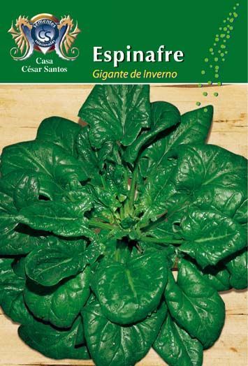 Green leafy spinach plant label with text “Espinafre” and “Gigante de inverno”