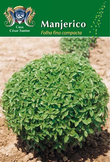 Green bushy basil plant in a garden, labeled “Manjericão” with green product packaging.