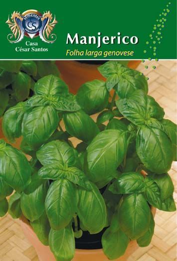 Manjericão plant on seed packet with green leaves and Portuguese text “Folha larga genovese”