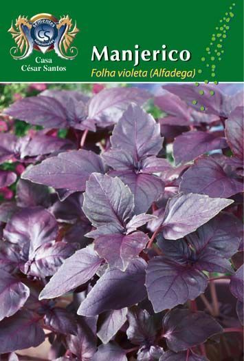 Purple manjerico basil plant leaves in a plant nursery product label.