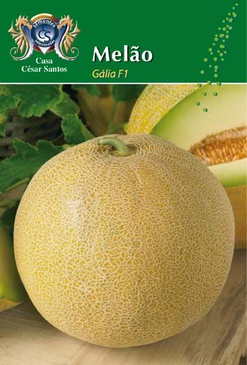 Green melon with “Melão” label and farm logo on a green background, close-up of the fruit.