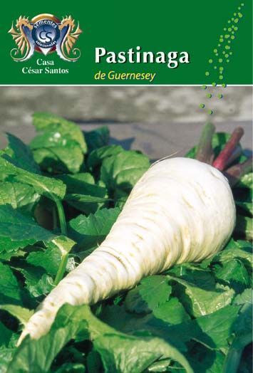 White parsnip on green leaves with a label reading “Pastinaga de Guernesey”