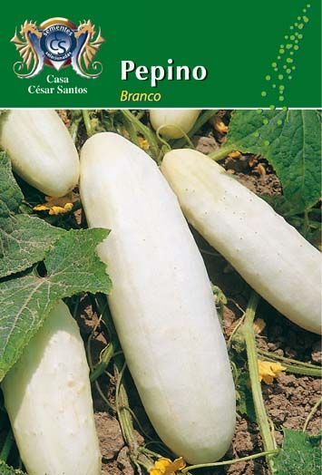 White cucumbers labeled “Pepino Blanco” on a green seed packet pack front.