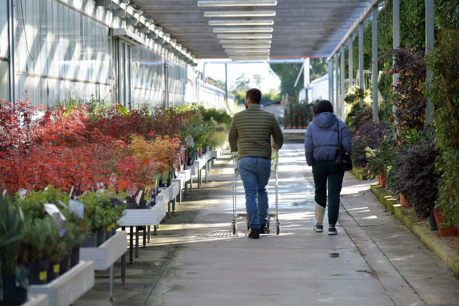 Two people walking through a greenhouse aisle beside rows of red and green plants.