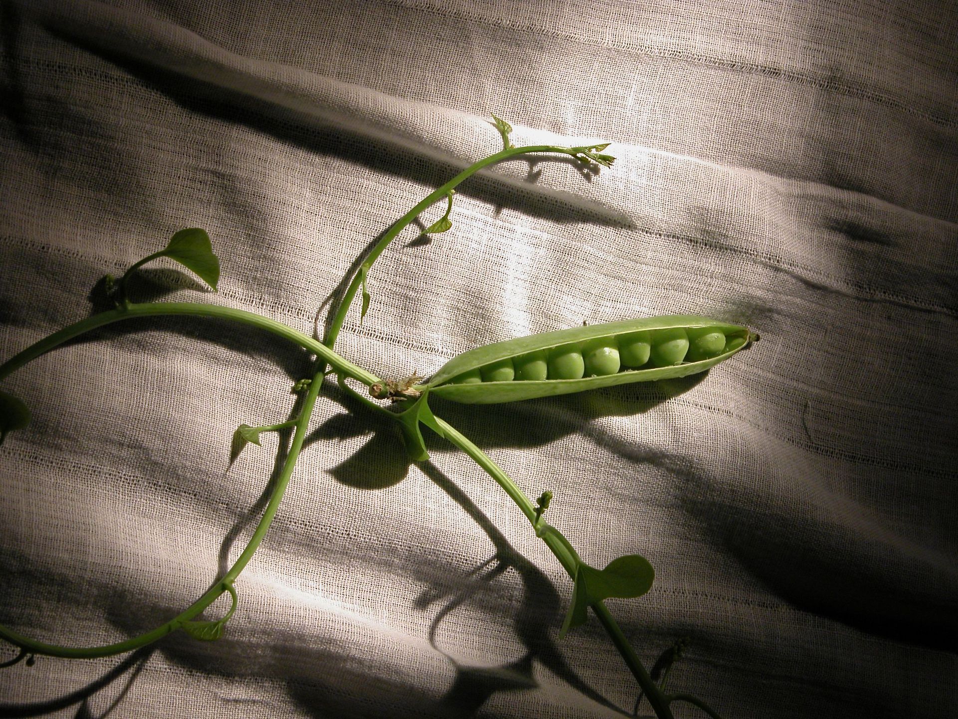 Green pea pod with peas on a vine, lit by striped sunlight on textured fabric.