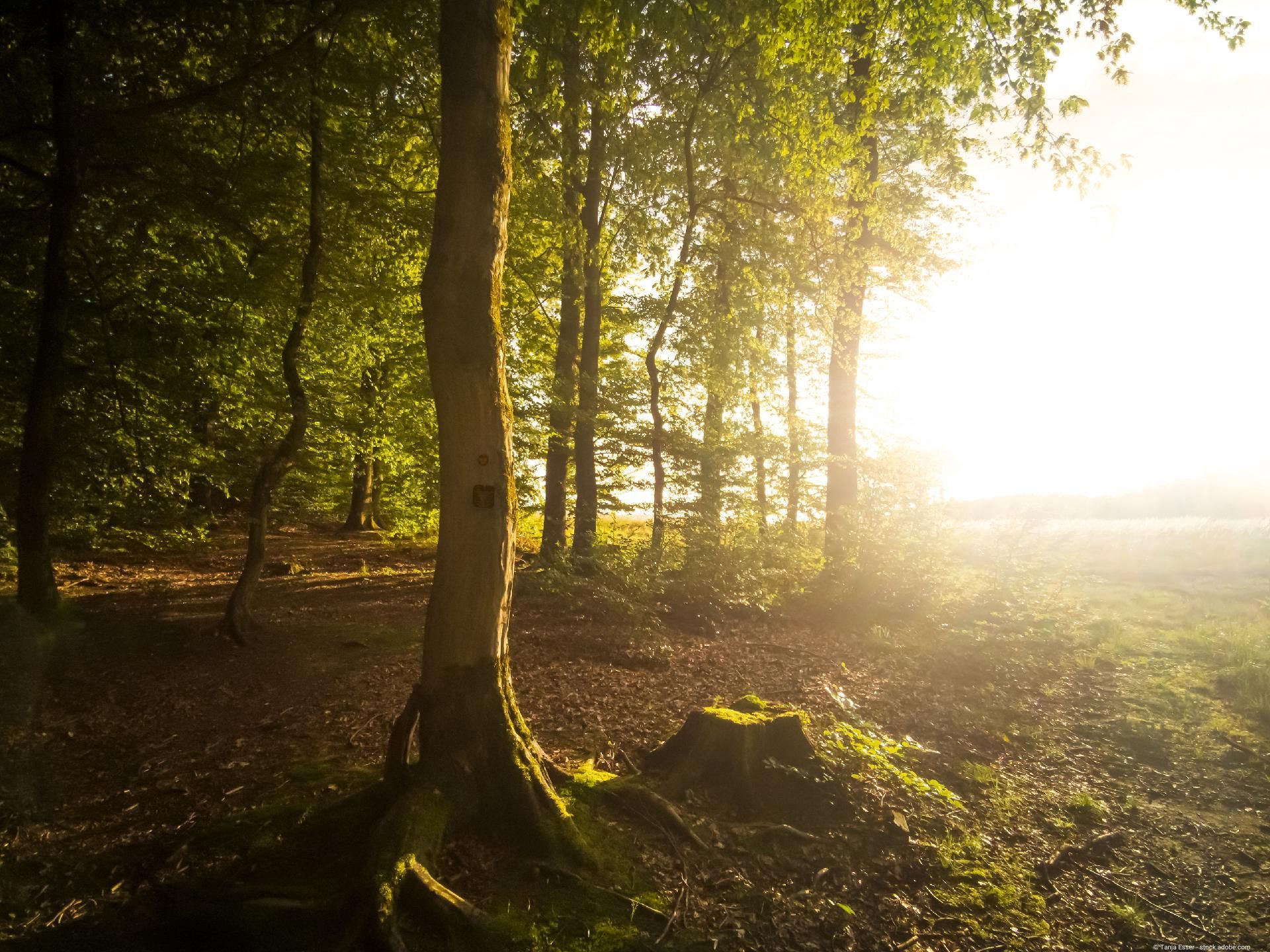 Sonnenlicht fällt durch Bäume im Wald und schafft eine warme, friedliche Atmosphäre.