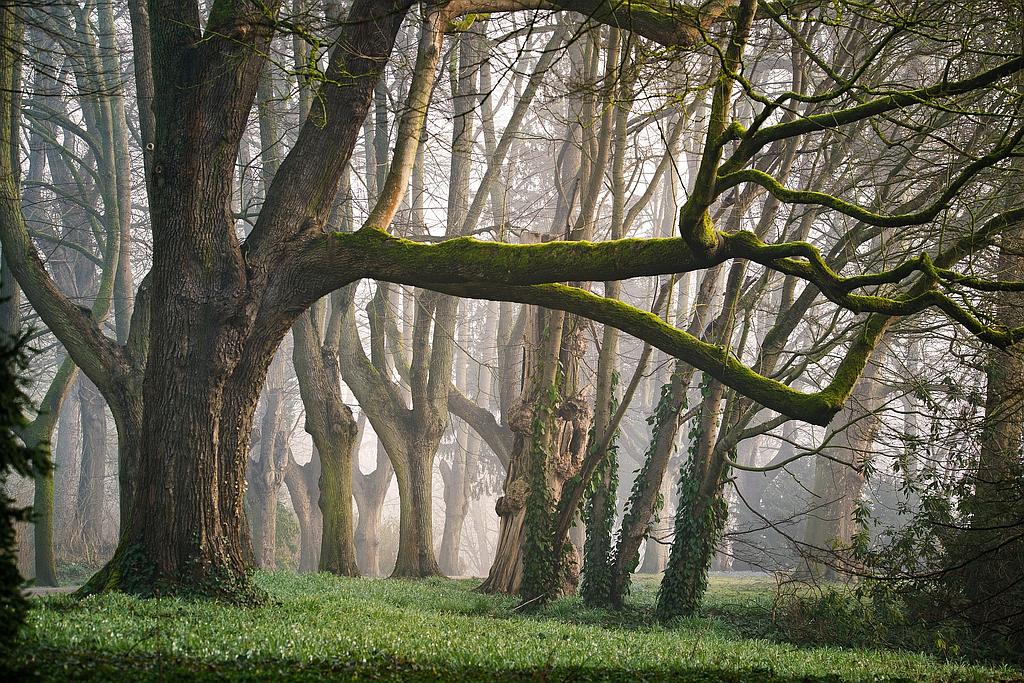 Arbres dénudés en forêt