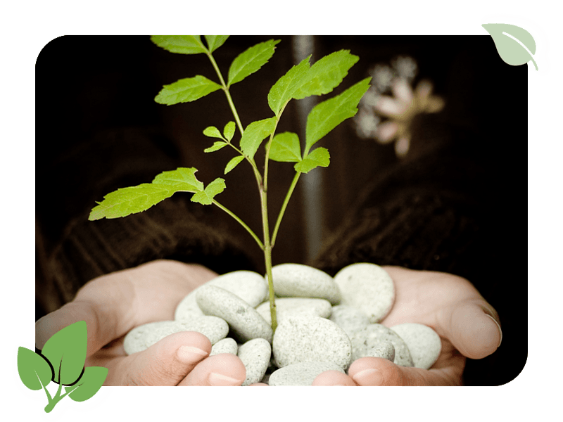 Pousse, arbre, Belfort