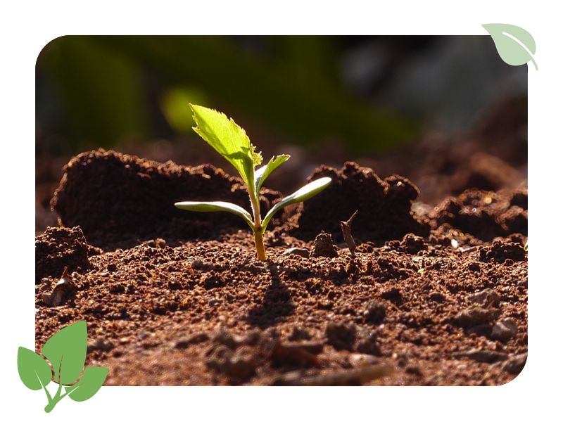 Petite plante qui sort de terre