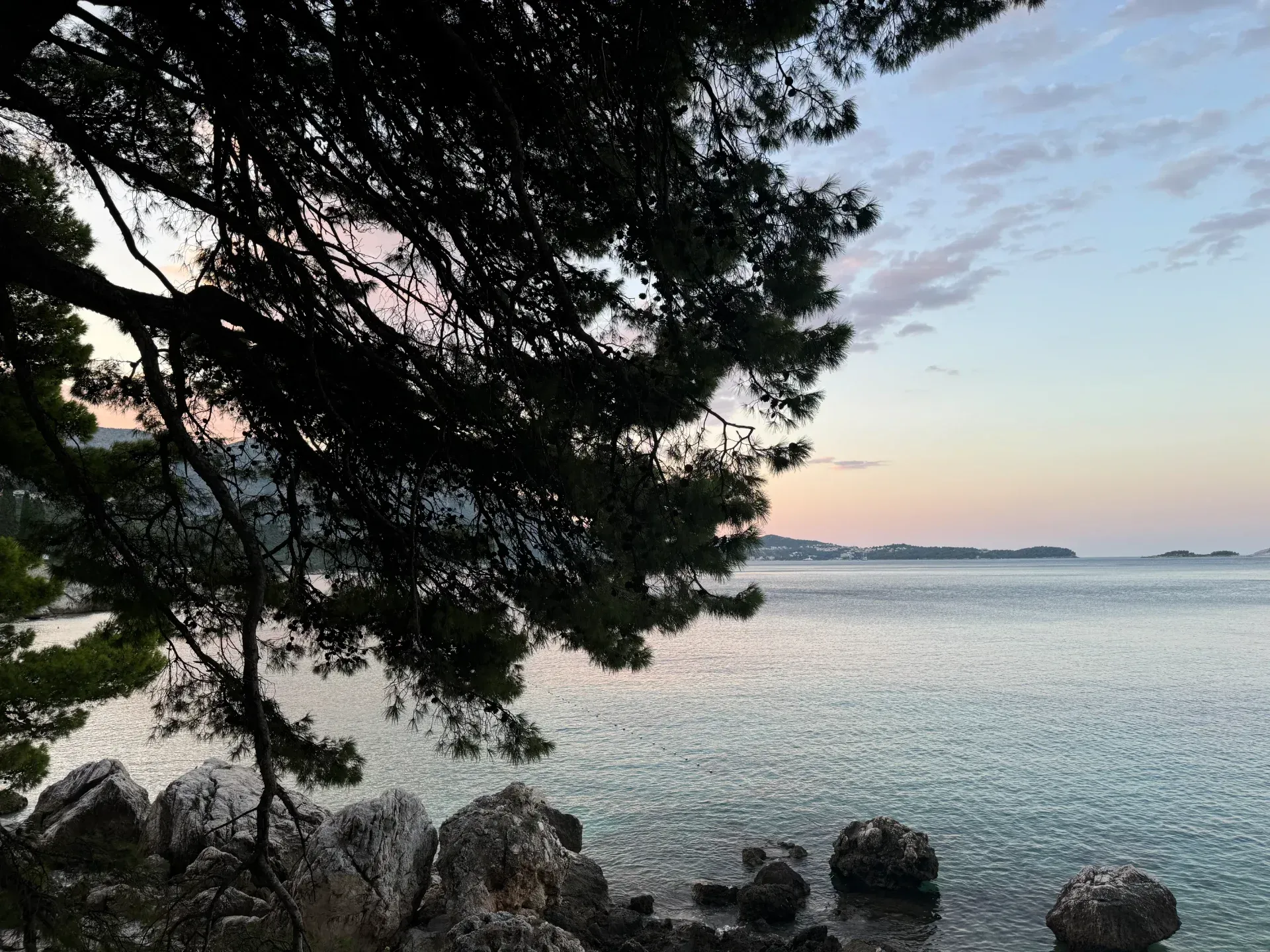 A pine tree silhouetted against a calm sea at sunset, with rocky shoreline in the foreground.