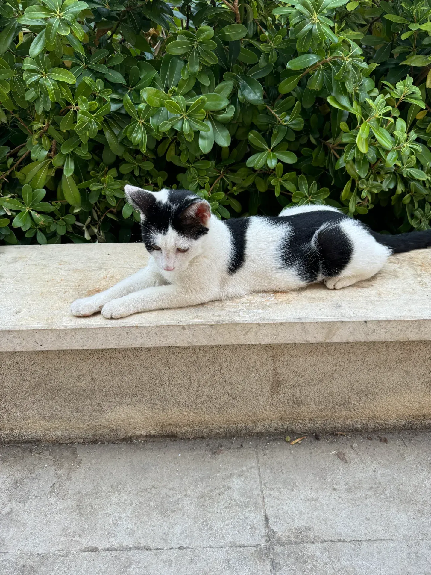 A black and white cat lying on a stone ledge in front of green bushes.