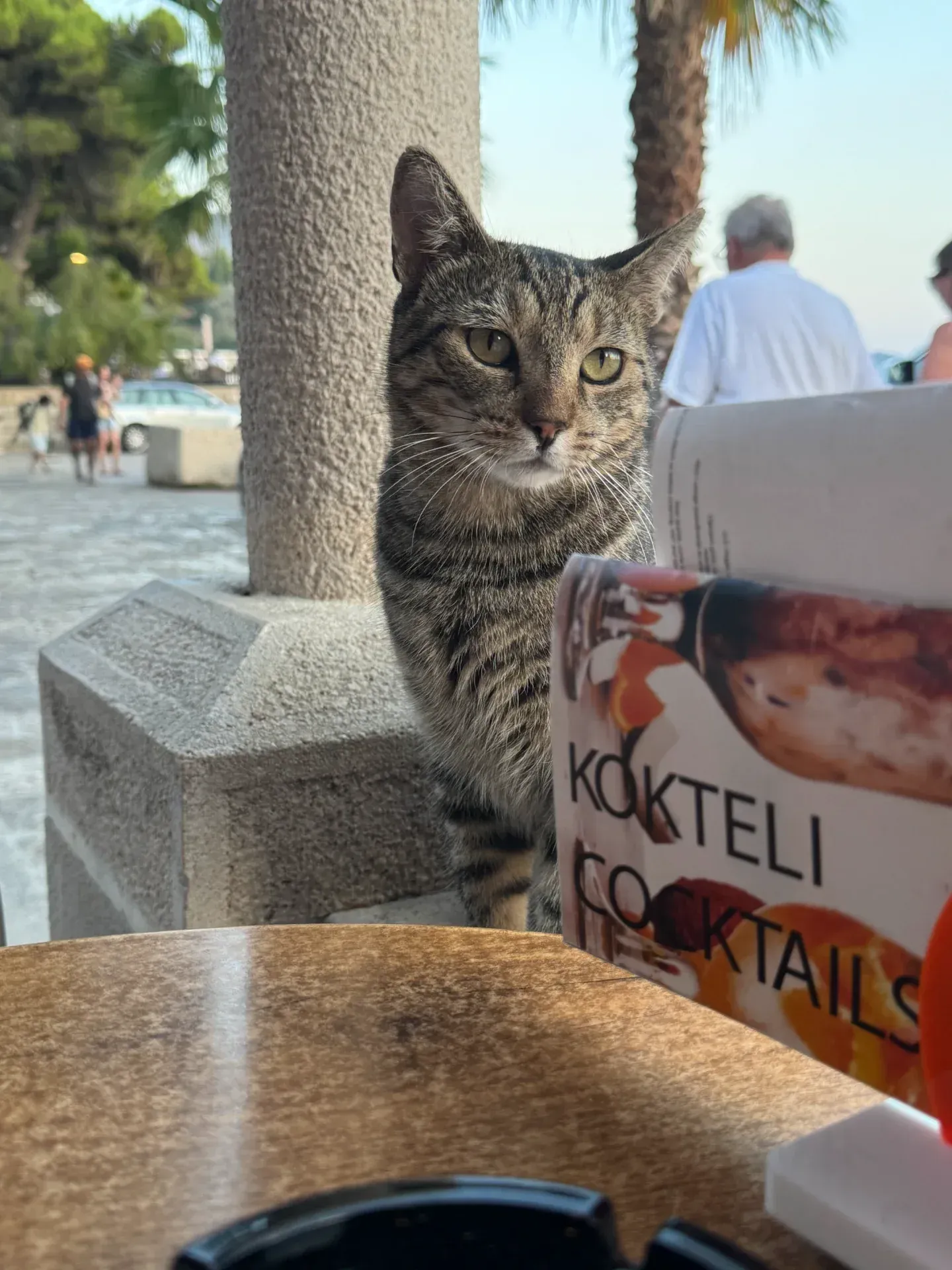 A tabby cat stares directly at the camera from behind a cocktail menu at an outdoor patio.