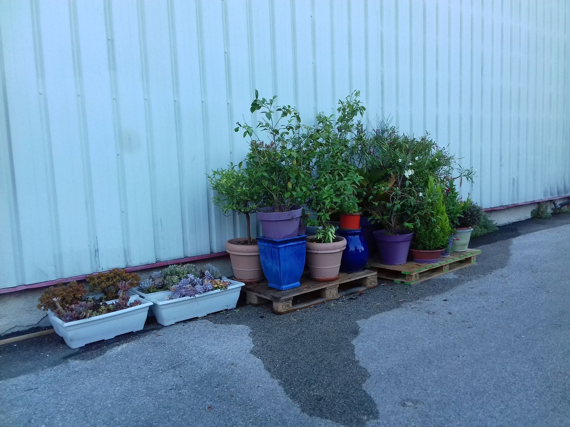 Des plantes en pot de couleurs et de tailles variées, posées sur des palettes, adossées à un mur bleu-vert.