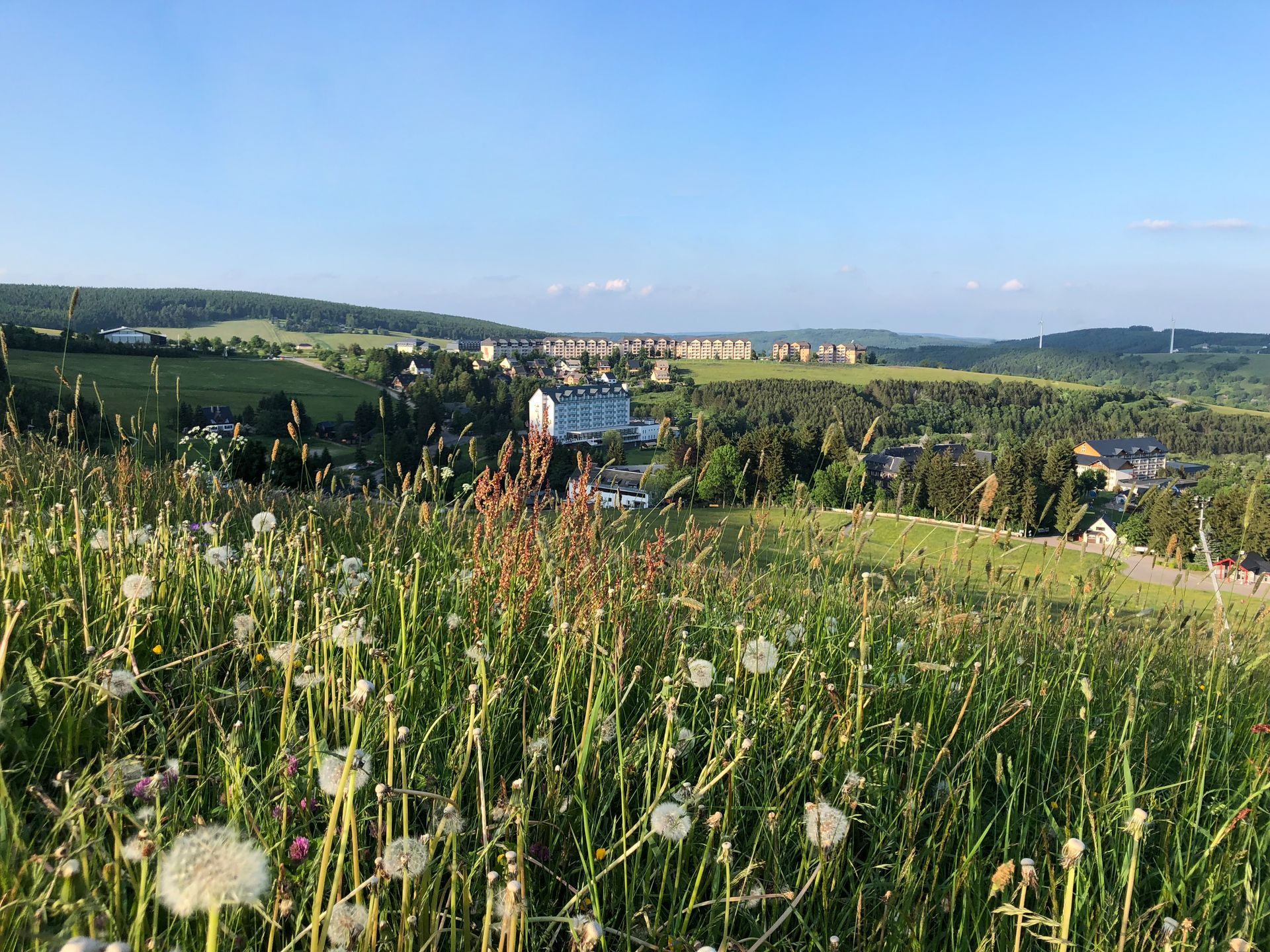 Ein Feld mit hohem Gras und Löwenzahn und einem Dorf im Hintergrund.