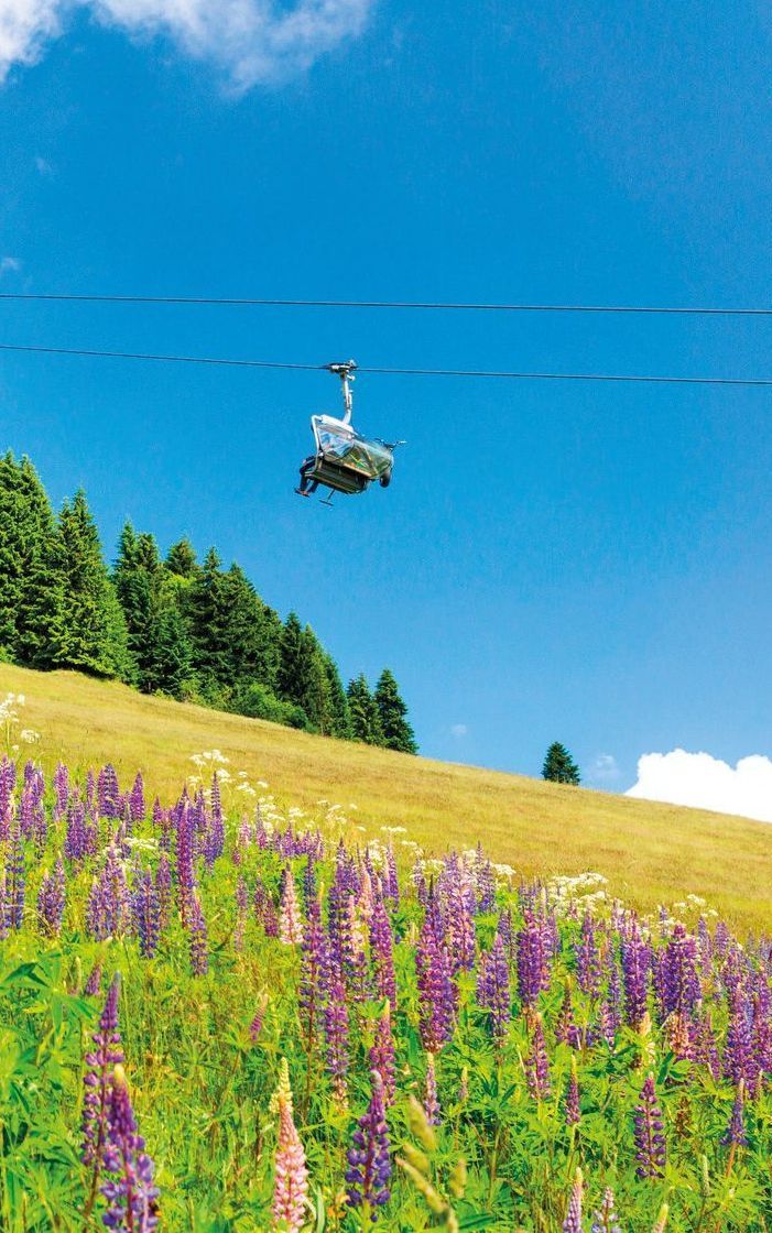 Ein Skilift fliegt über ein Feld mit lila Blumen.