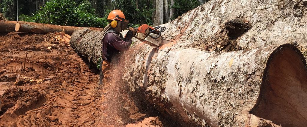 Un ouvrier portant un casque orange se tient à côté d'un énorme tronc d'arbre abattu sur un flanc de colline boueux.