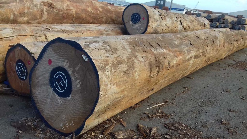 Gros troncs d'arbres coupés, empilés à l'extérieur sur un sol en terre battue.