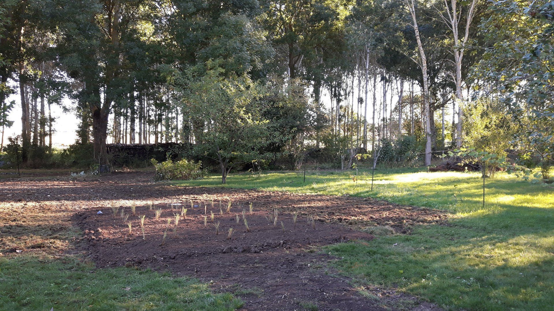 Assainissement par les plantes