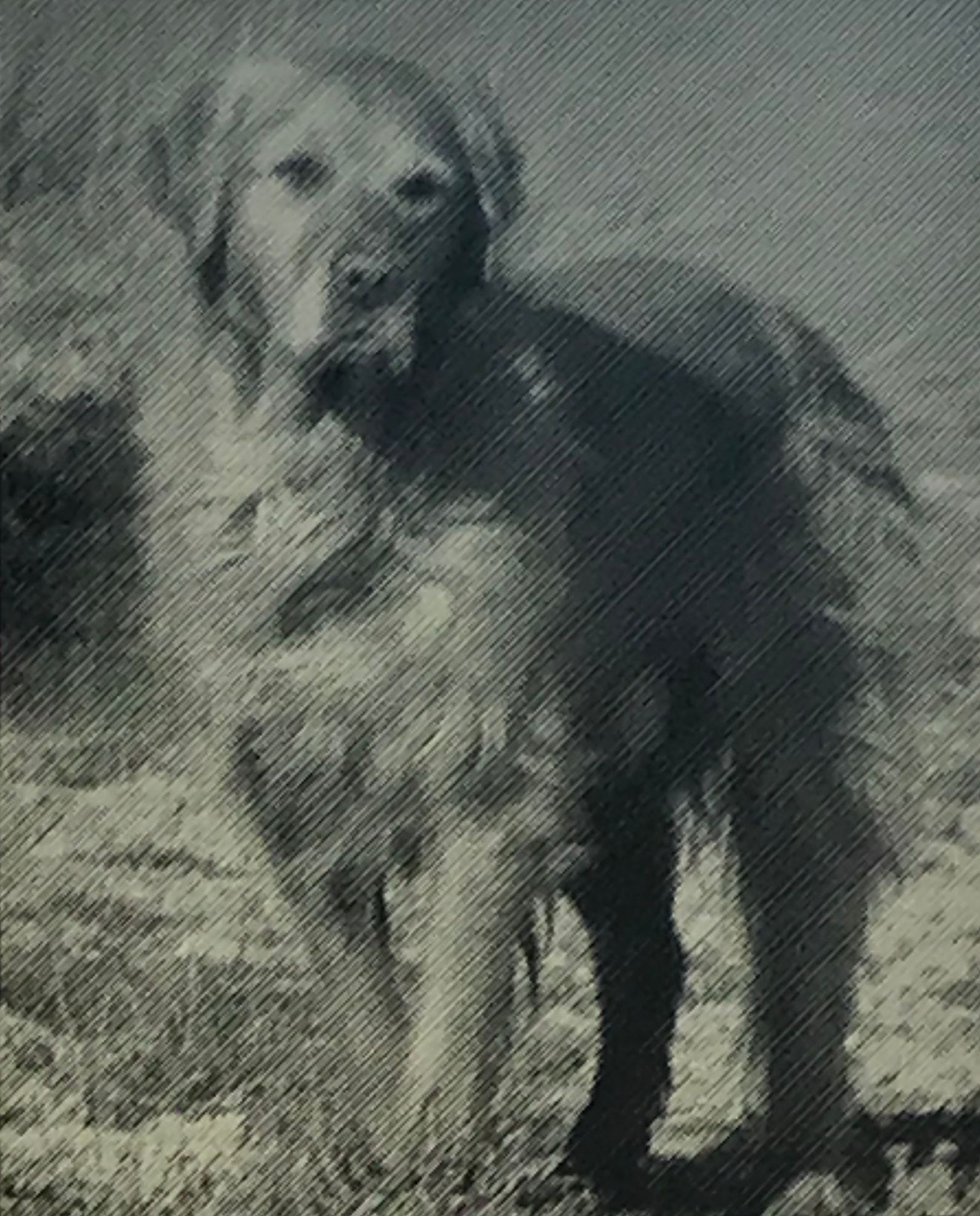 Oliva Falegnameria SA