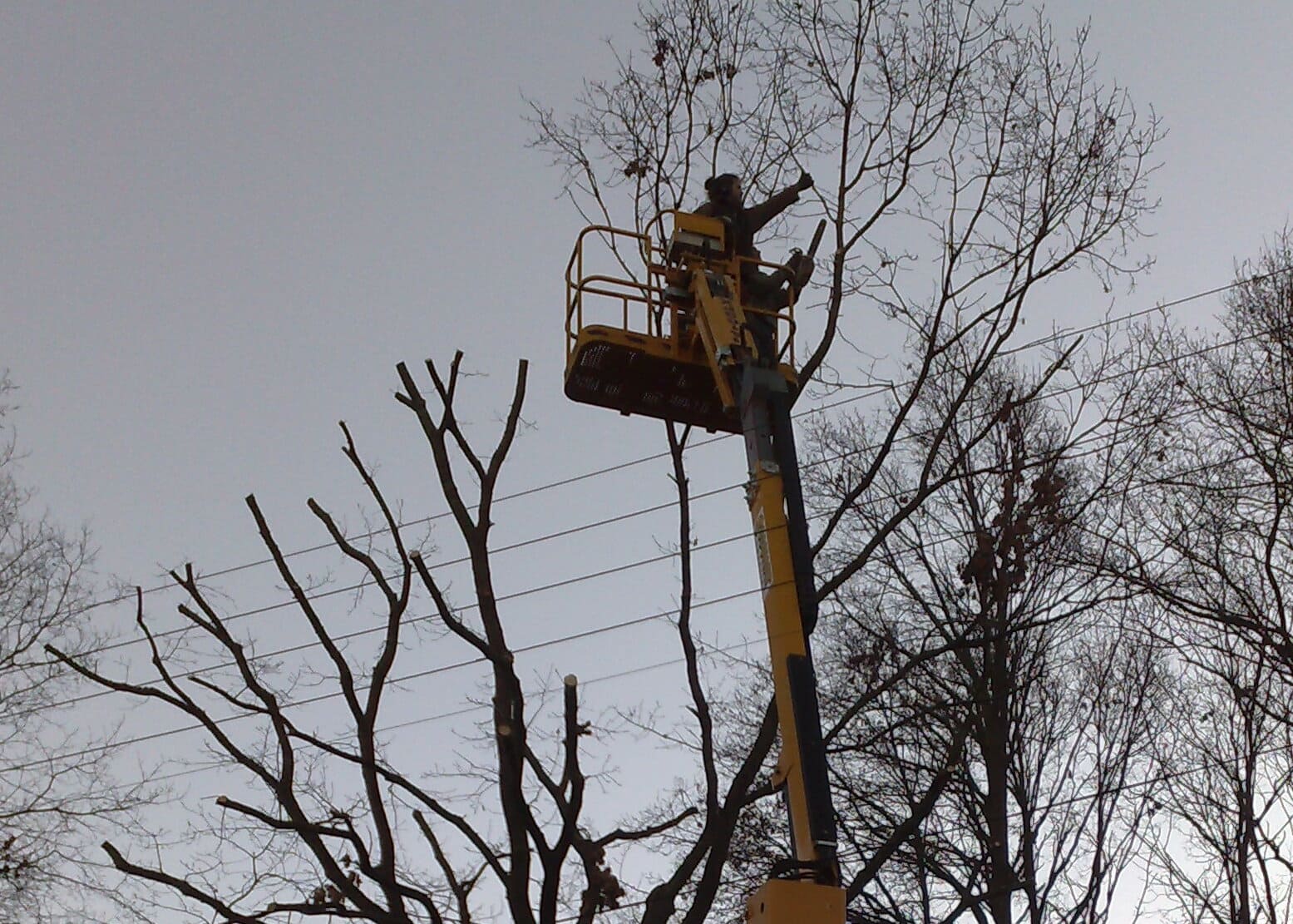 Homme en train d'élaguer