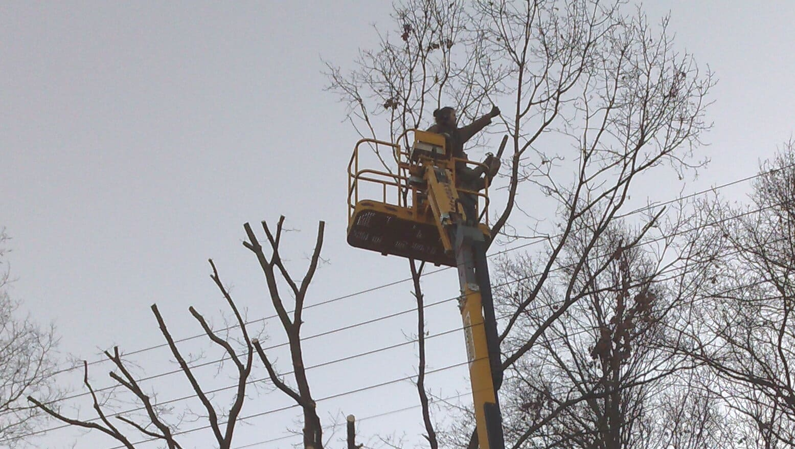 Élagage d'un arbre avec une grue