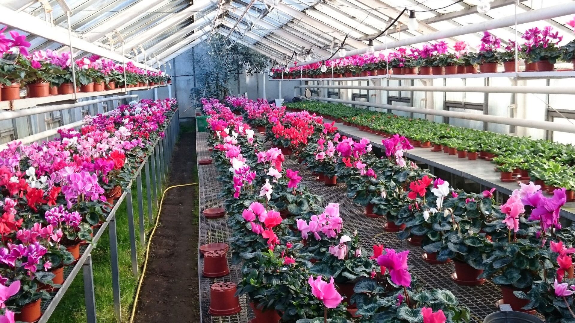 Blumen Schöne Floristik Gärtnerei