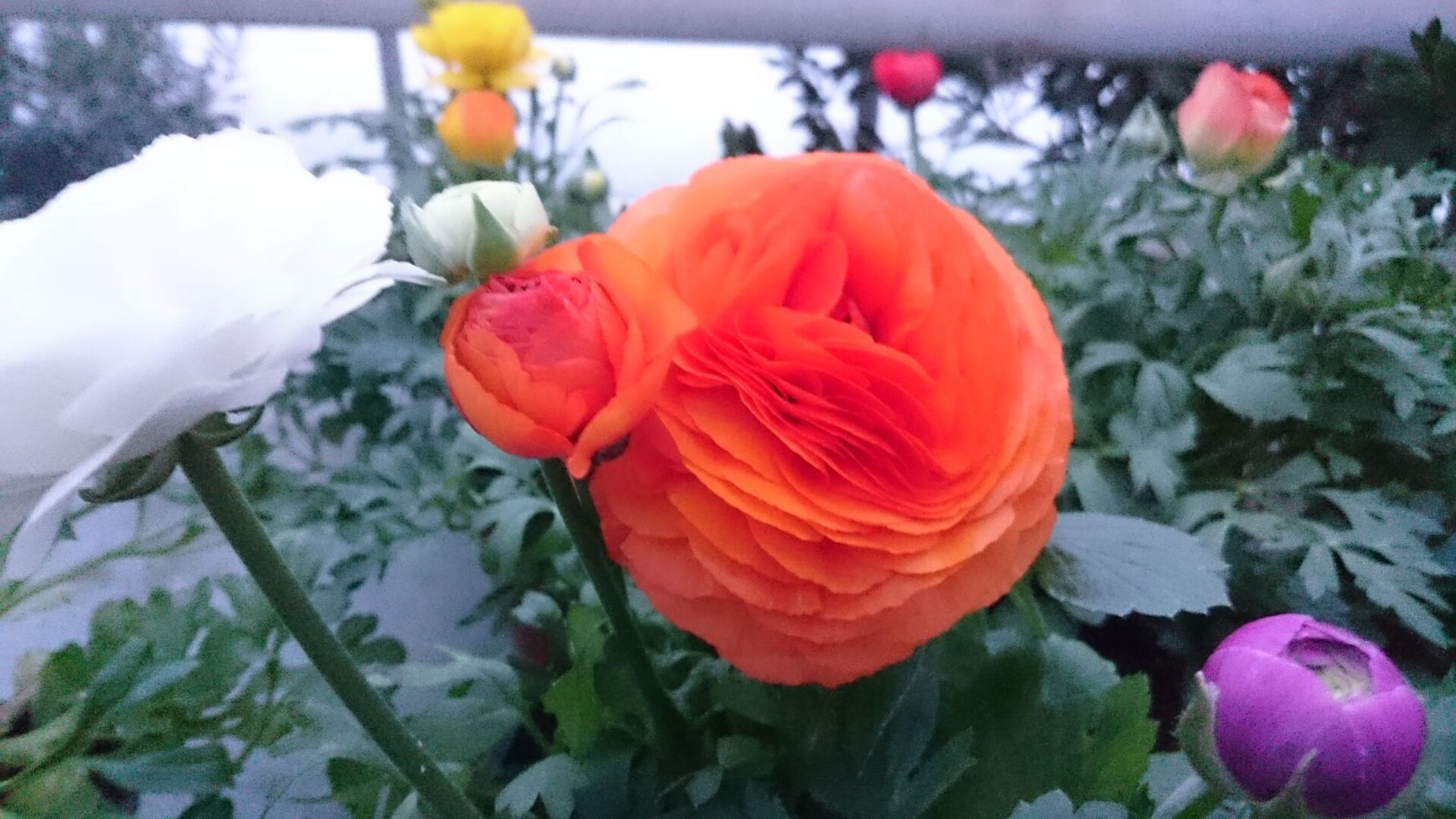 Blumen Schöne Floristik Gärtnerei