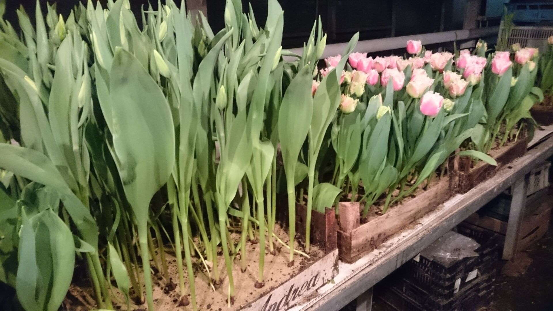 Blumen Schöne Floristik Gärtnerei