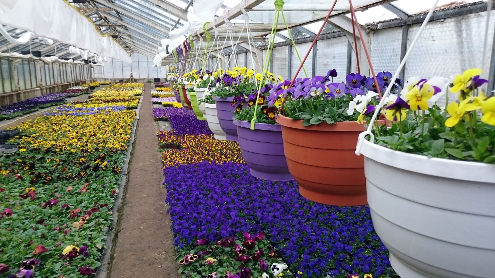 Blumen Schöne Floristik Gärtnerei