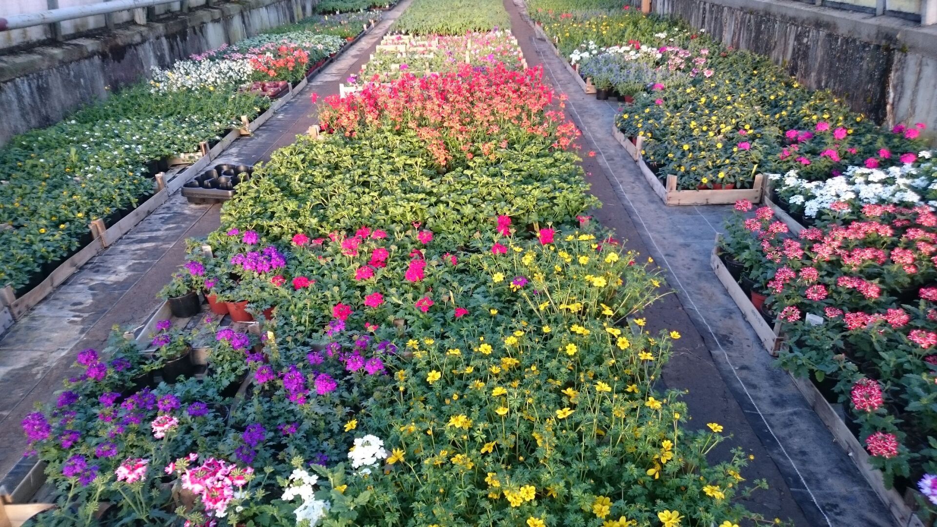 Blumen Schöne Floristik Gärtnerei