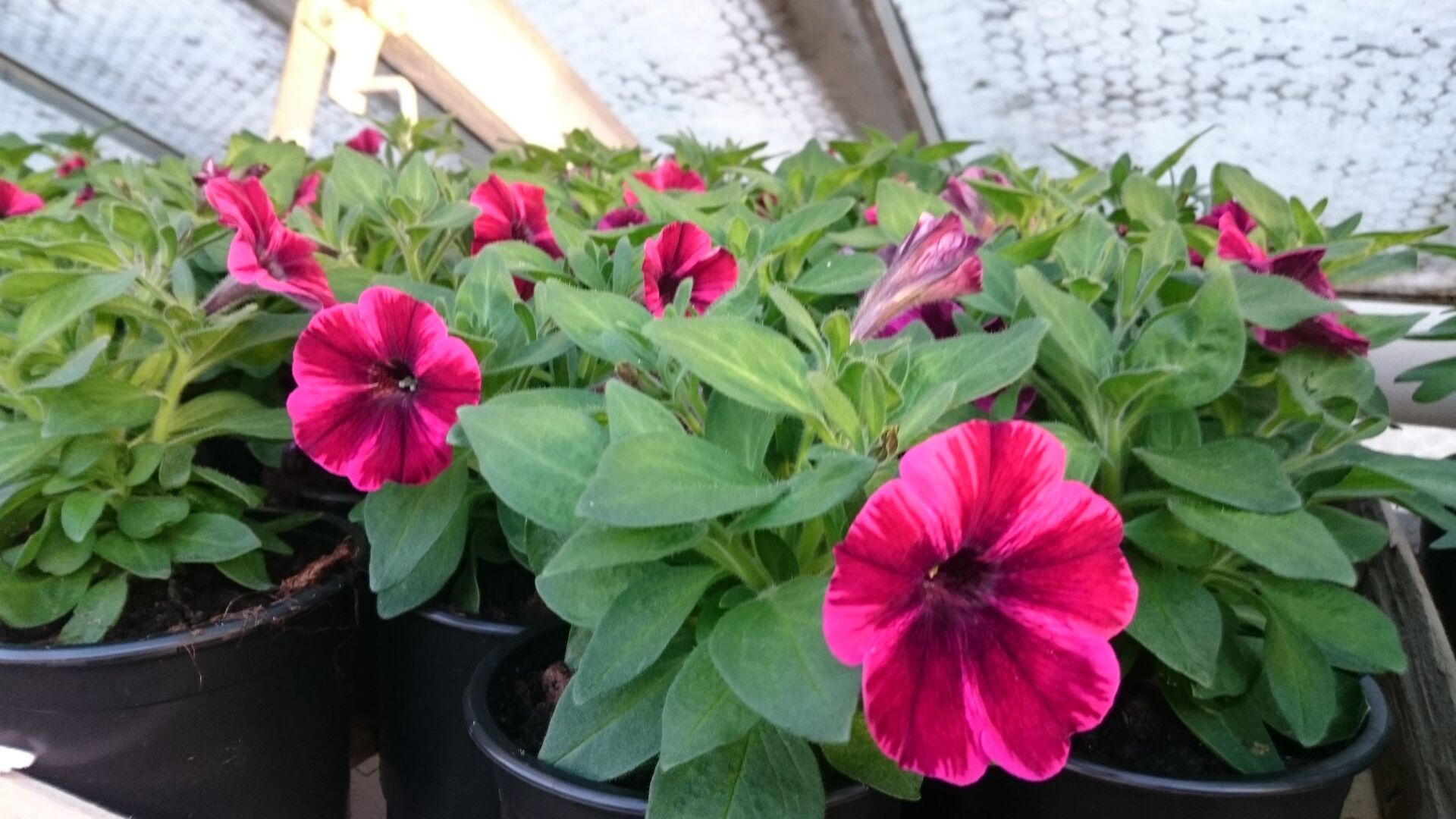 Blumen Schöne Floristik Gärtnerei