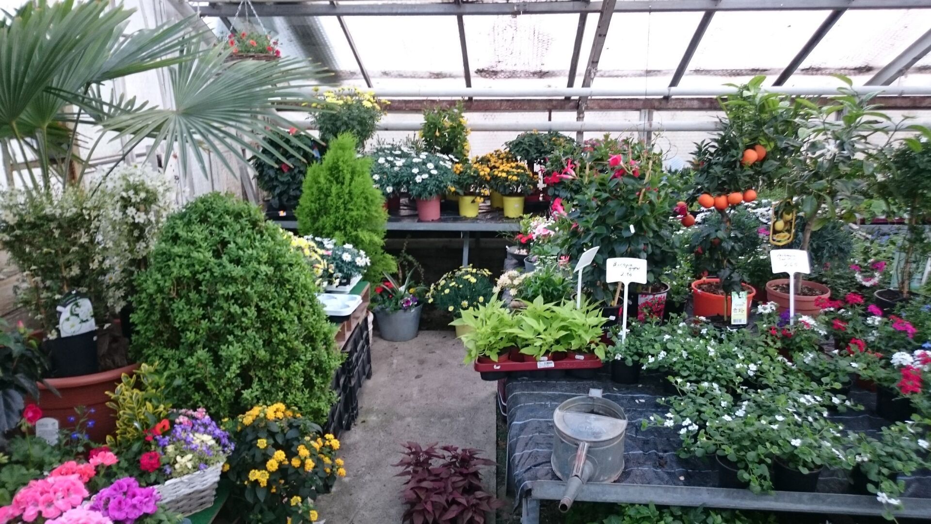 Blumen Schöne Floristik Gärtnerei