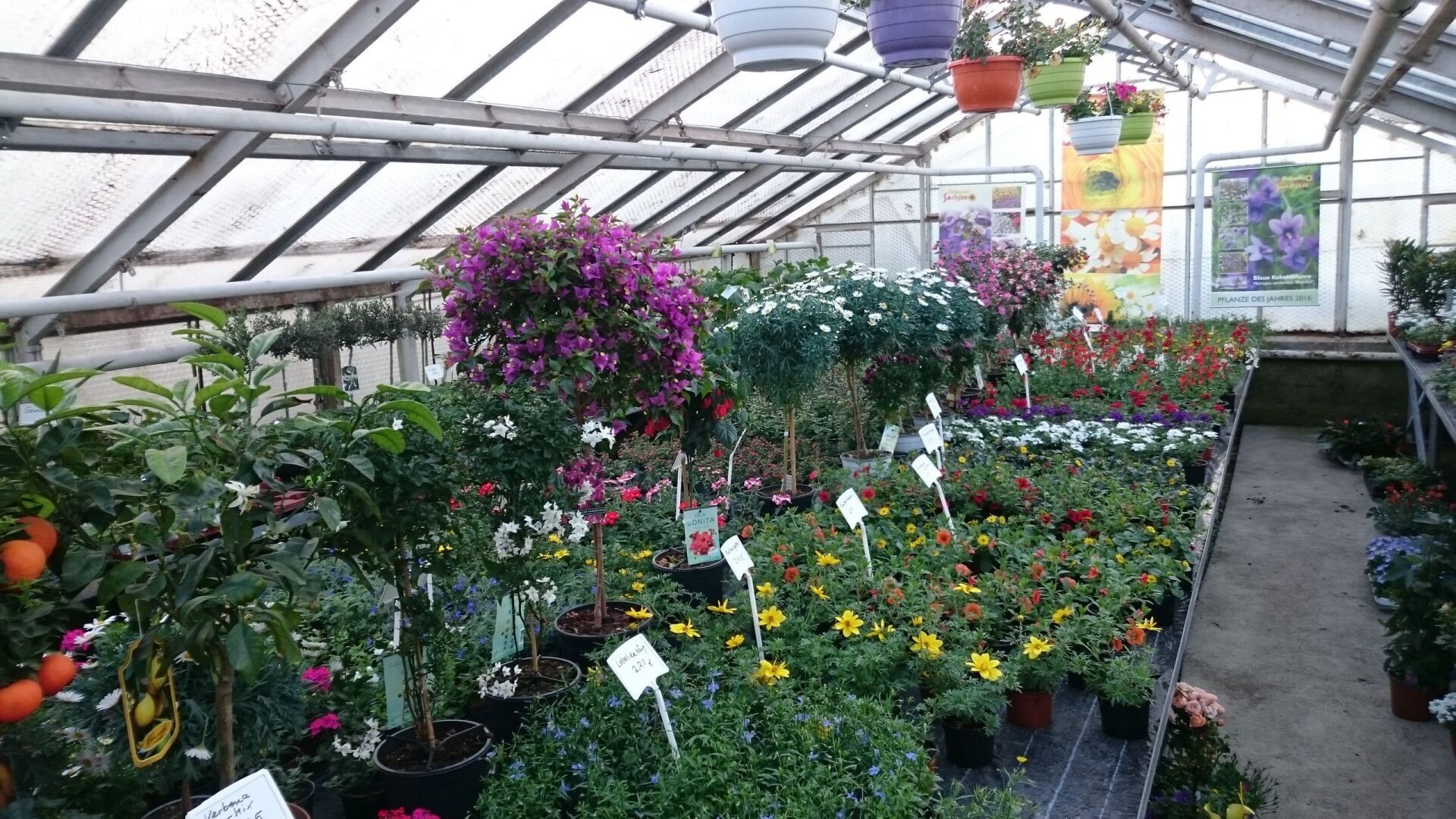 Gärtnerei von Schöne Blumen Floristik und Gartenbau in Mulda