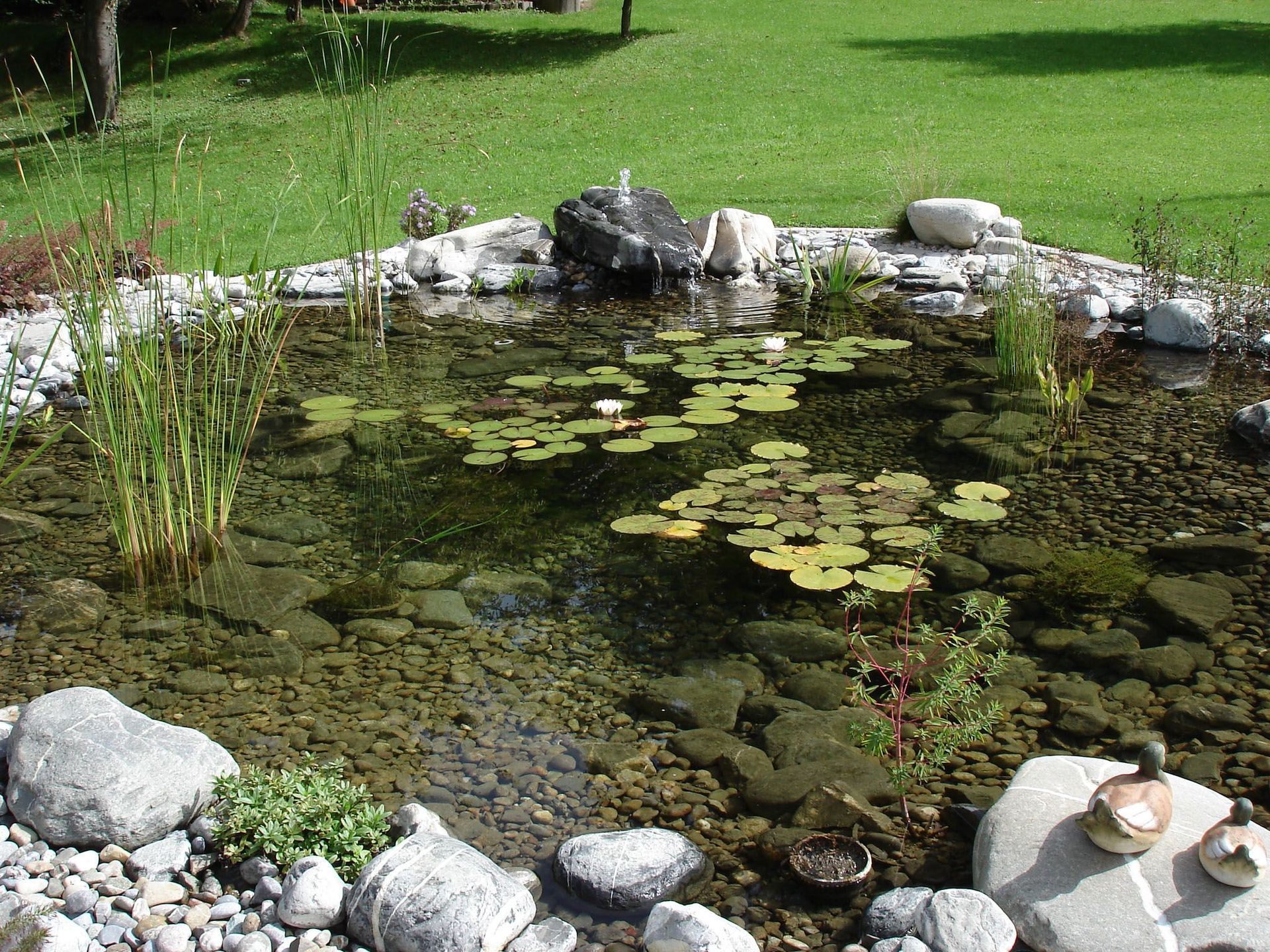 Ein Teich mit Seerosen und Steinen darin