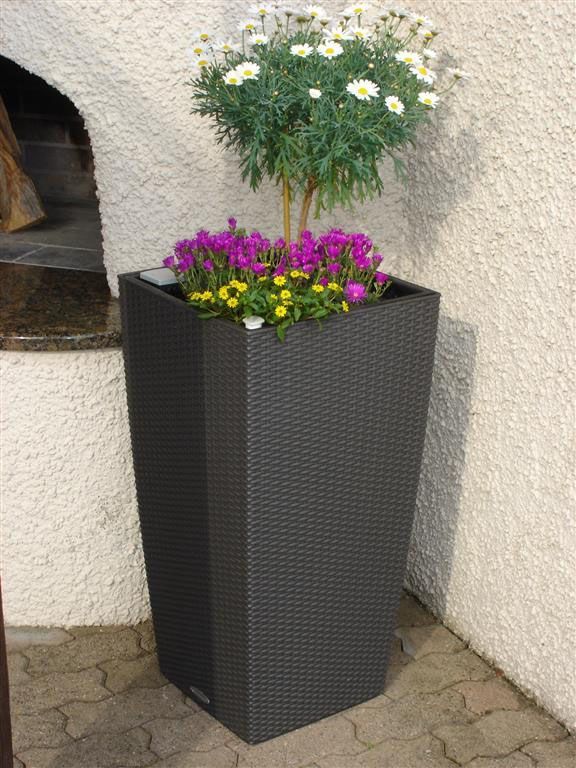 Ein schwarzer Blumentopf voller violetter und gelber Blumen