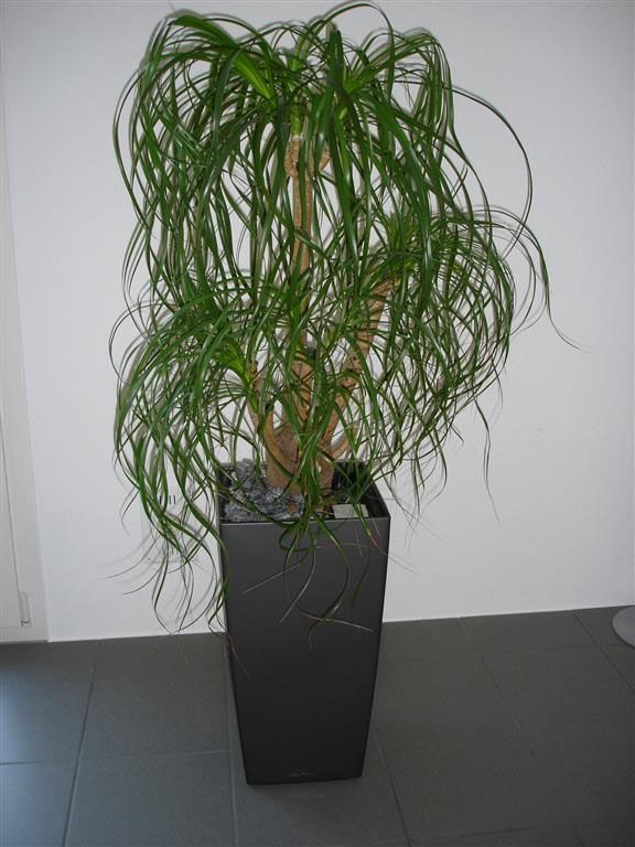 Eine Pflanze in einem schwarzen Topf steht auf einem gefliesten Boden