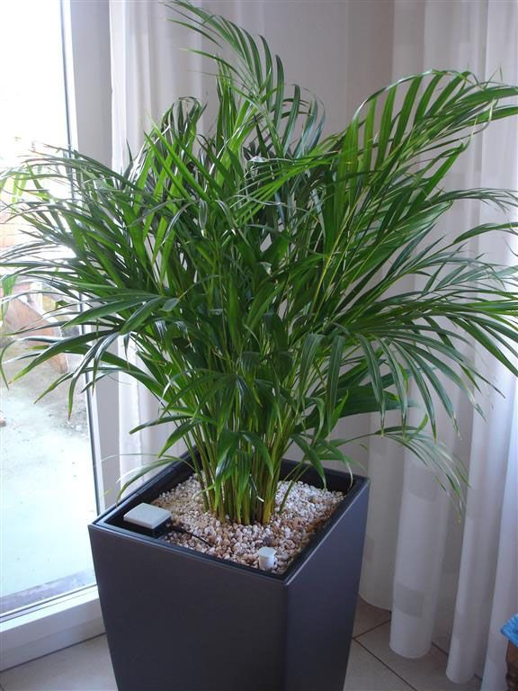 Eine Palme in einem schwarzen Topf steht vor einem Fenster.