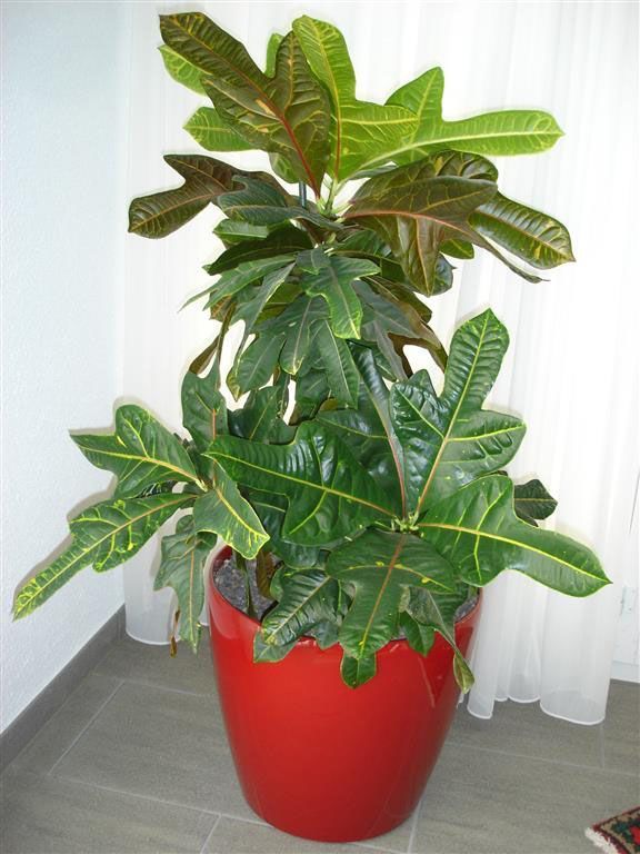 Eine große rote Topfpflanze mit grünen Blättern