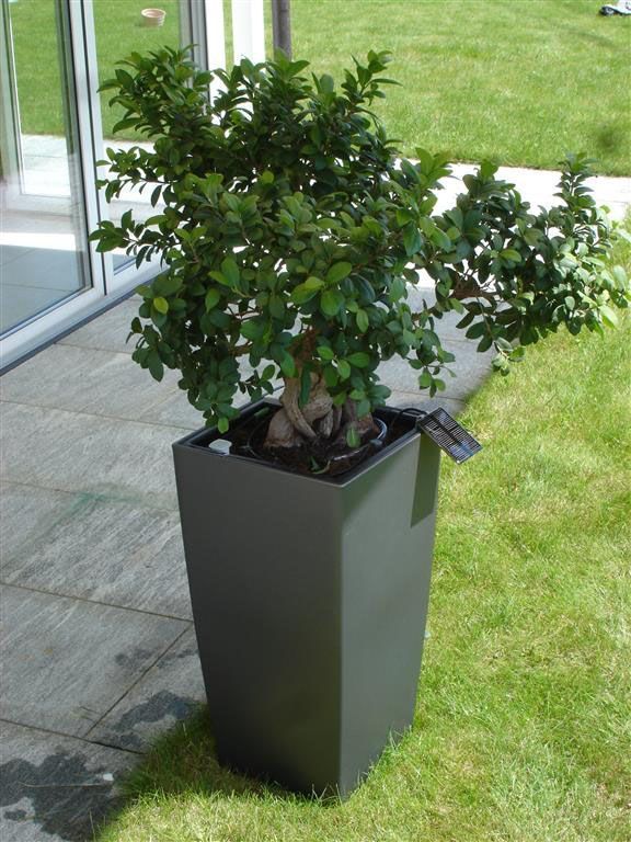 Eine Topfpflanze mit einem daran befestigten Etikett