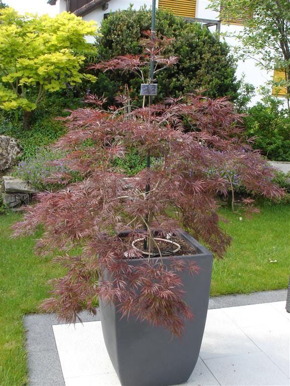 Eine große Topfpflanze mit roten Blättern steht auf einer Terrasse.
