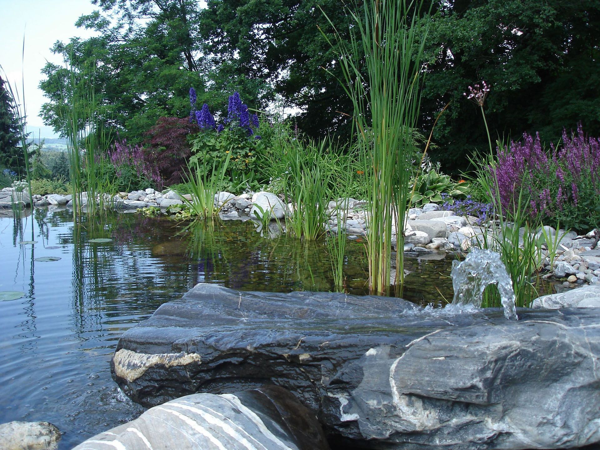 Ein Teich mit lila Blumen und Bäumen im Hintergrund