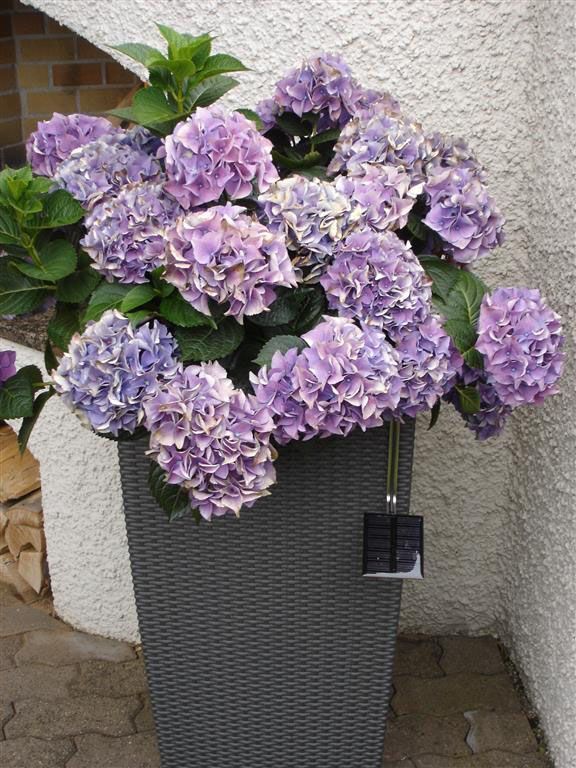 Eine Topfpflanze mit lila Blüten und grünen Blättern