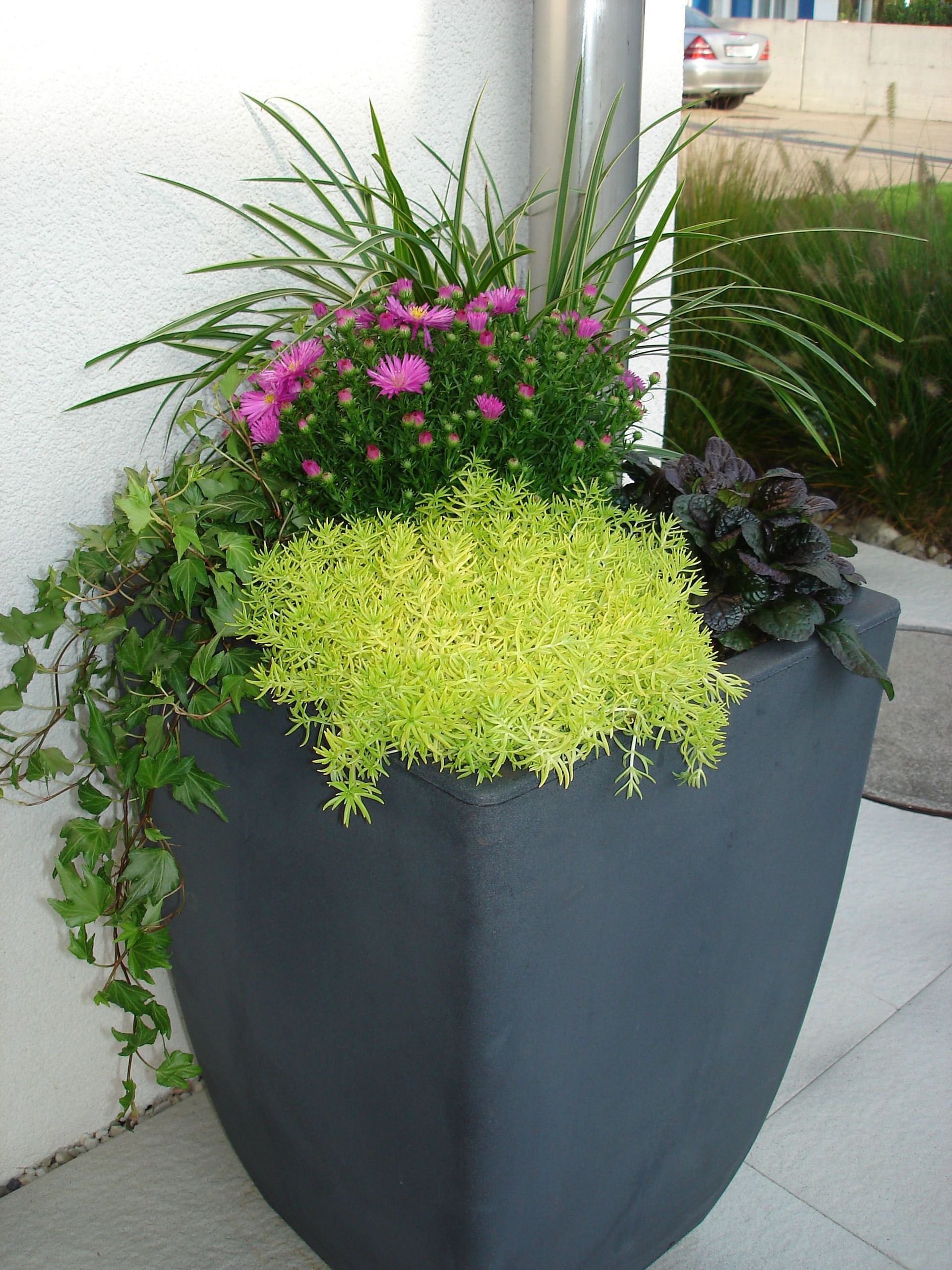 Eine Topfpflanze mit rosa Blüten und grünen Pflanzen