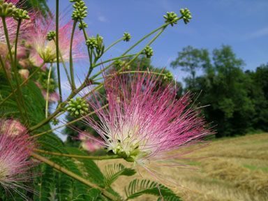 Eine Nahaufnahme einer rosa Blume mit einem Feld im Hintergrund