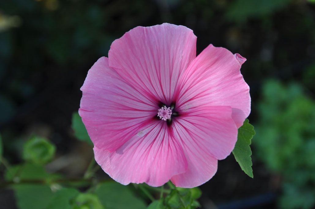 Eine Nahaufnahme einer rosa Blume mit grünem Hintergrund