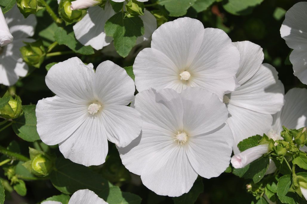 Drei weiße Blüten sind von grünen Blättern umgeben