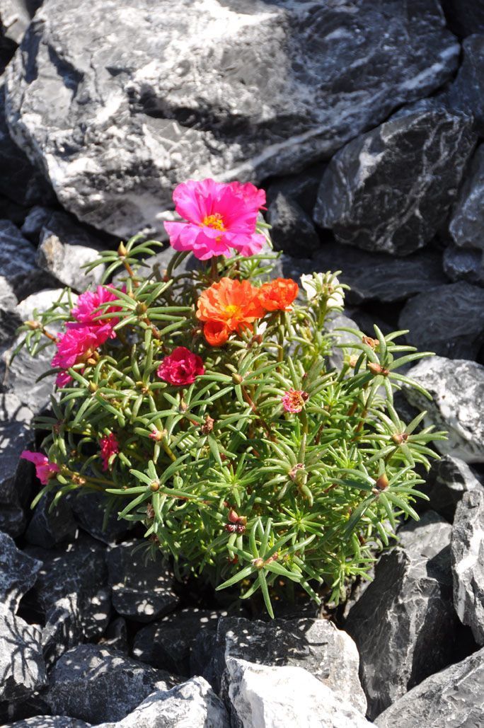 Eine Pflanze mit rosa und orangefarbenen Blüten, die aus einem Steinhaufen wächst