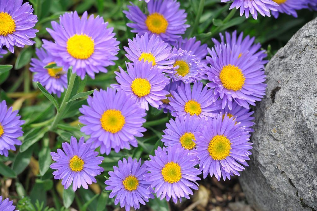 Ein Strauß lila Blüten mit gelber Mitte