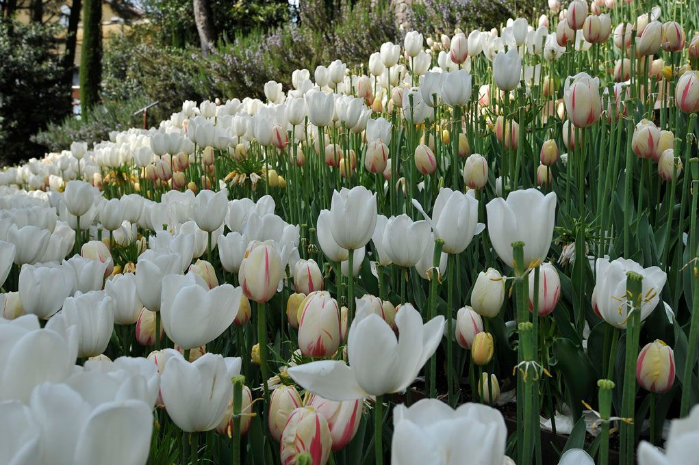 Ein Feld weißer Tulpen mit roten Flecken darauf