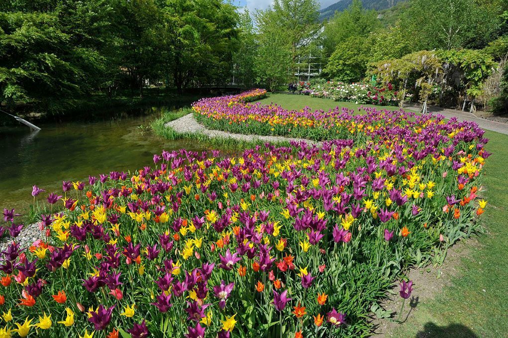 Ein Feld mit violetten und gelben Blumen in einem Park